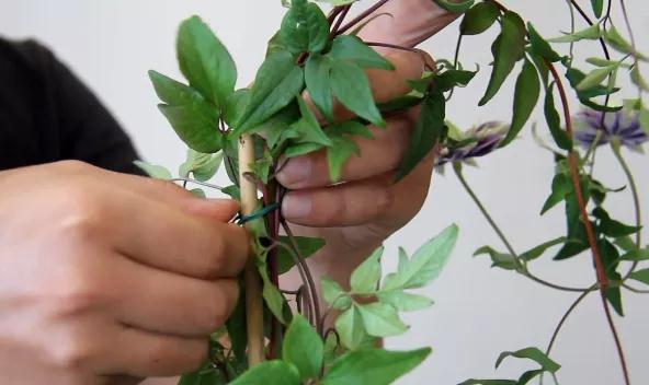 植物黄金生长季，，，，，，怎样给小铁凹个美美的造型？？？？？？且听潘师傅为你解说