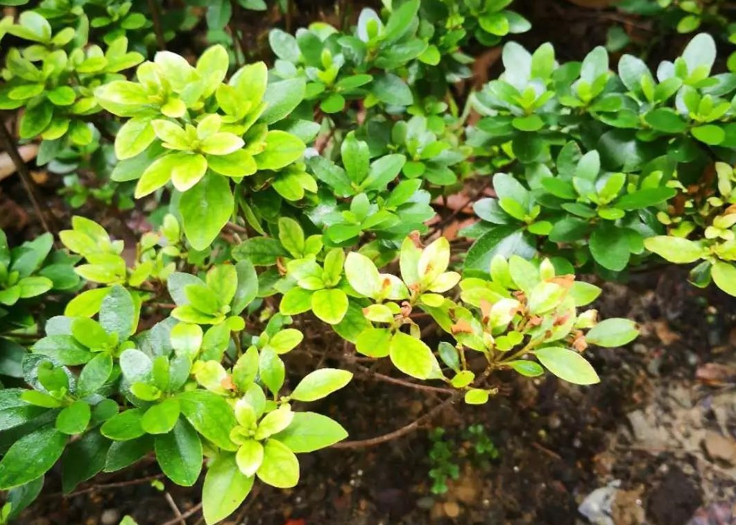 炎天植物状态差？？？别急，，看看是不是这5个典范问题
