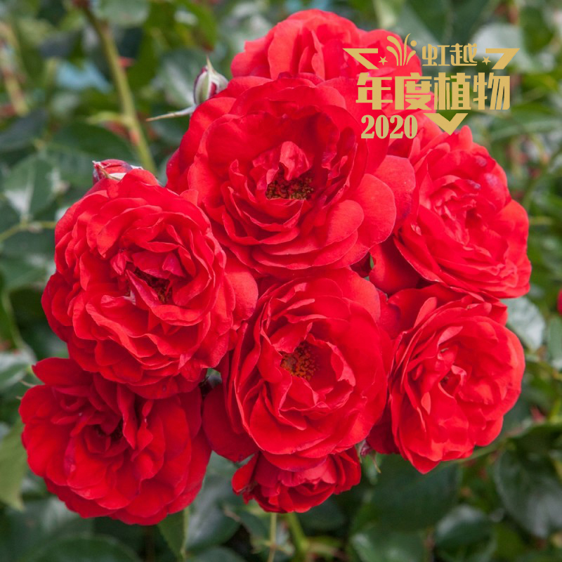 亚美国际 月季‘深圳红’
