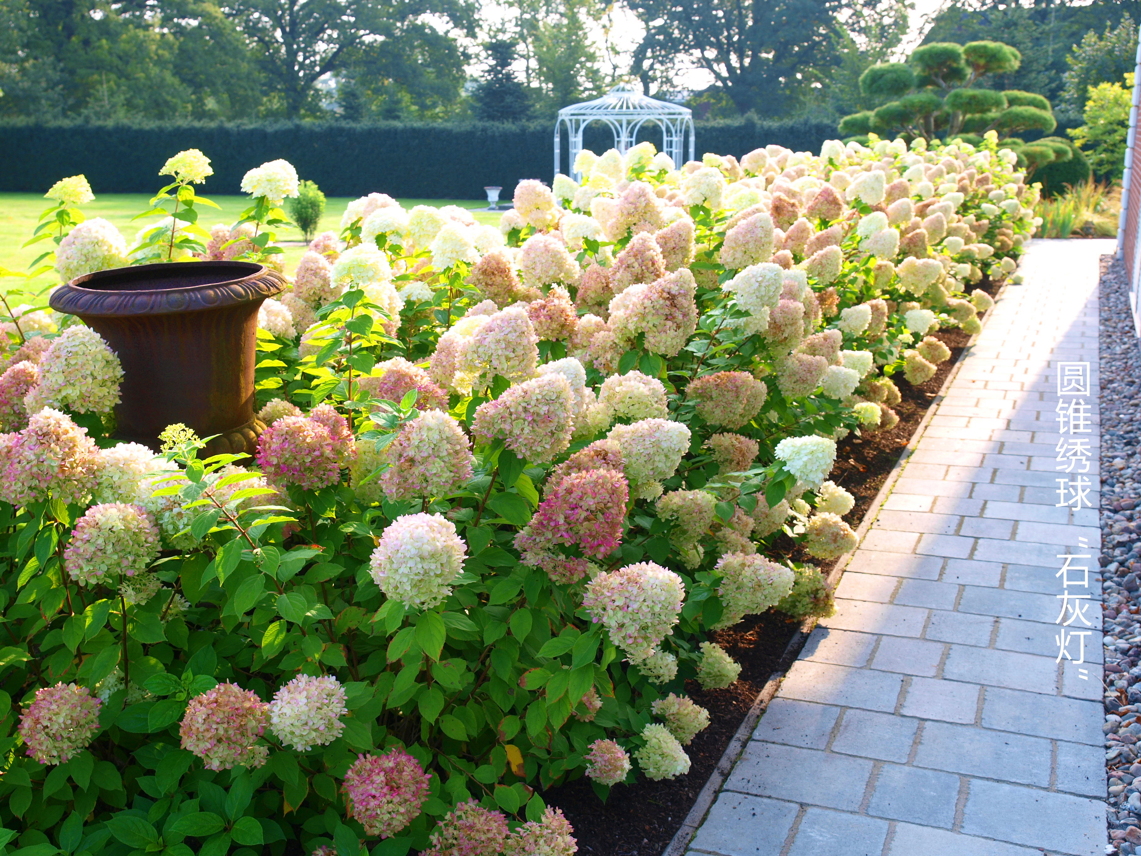 花开180天，，没人能拒绝夏日里的‘抹茶冰淇淋’！